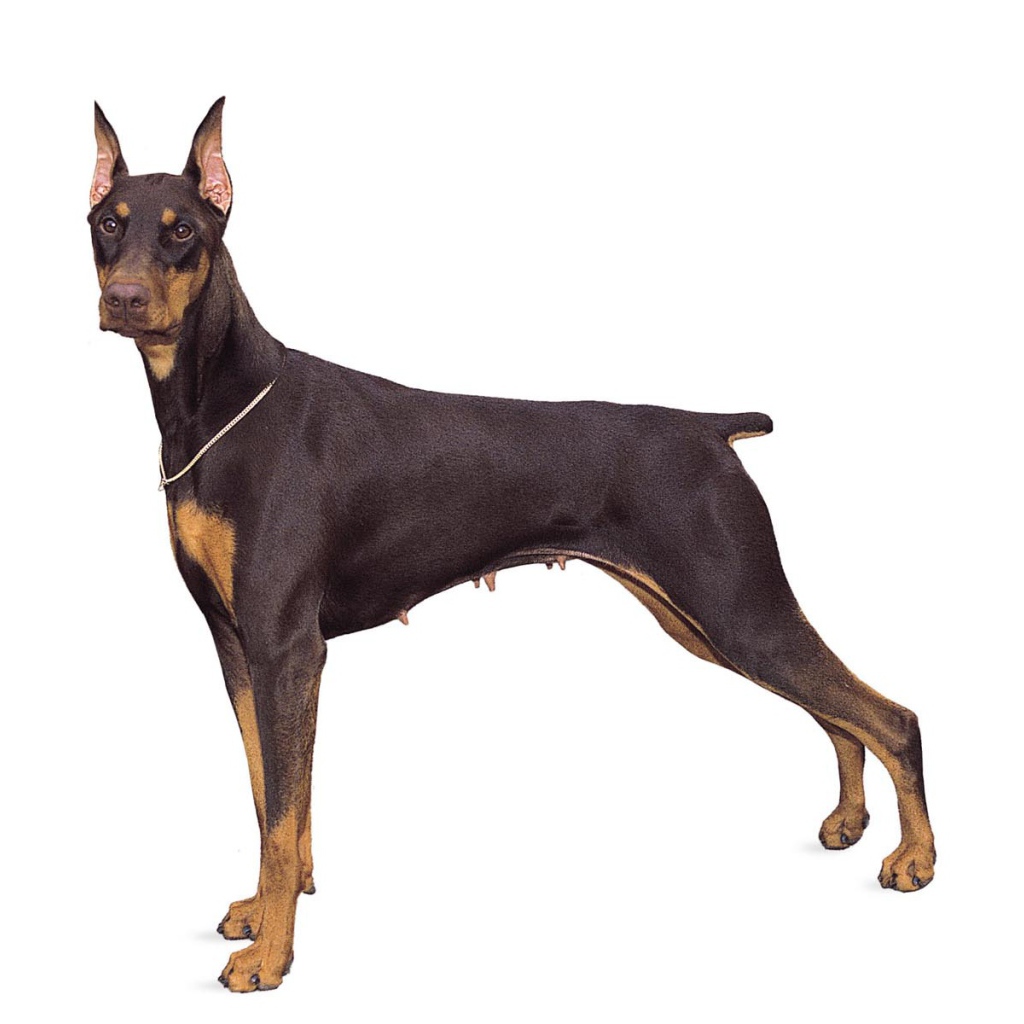 Front Doberman dog