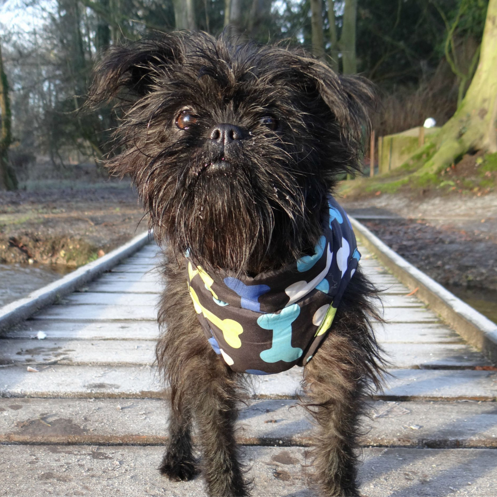 Забавный песик аффенпинчер