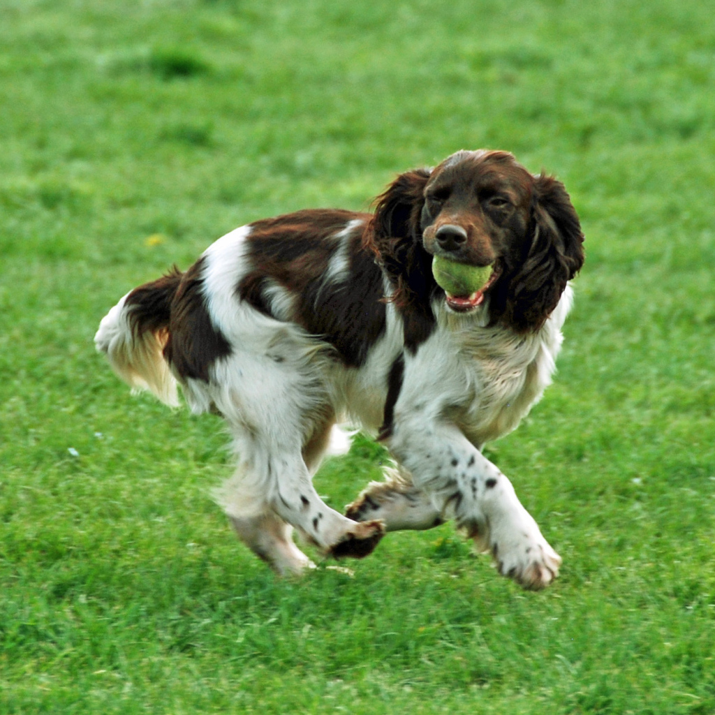 Забавный английский спрингер спаниель