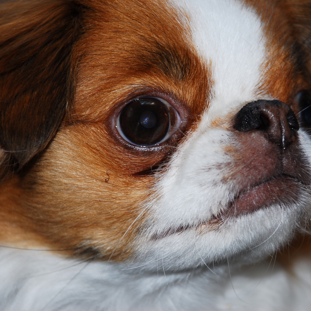 Забавный японский хин