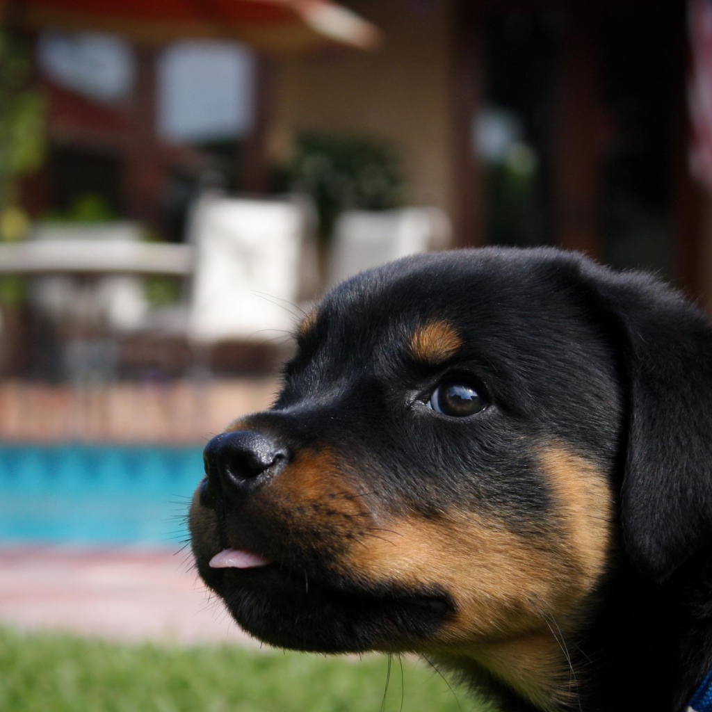 Забавный щенок ротвейлера