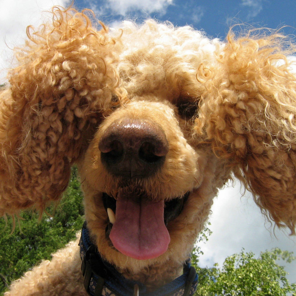 Забавный коричневый пудель