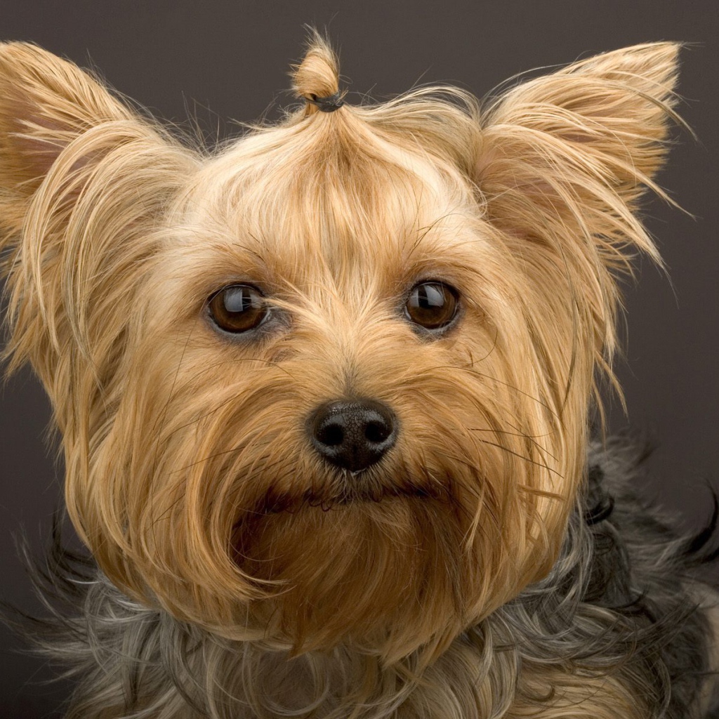 Забавный пес йоркширский терьер