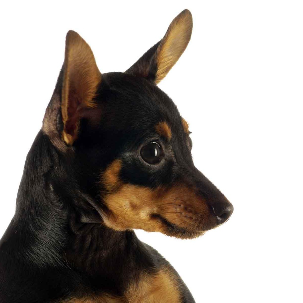 Забавная собака чихуахуа