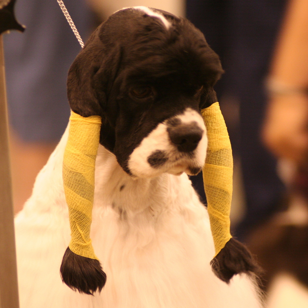 Забавная прическа американского кокер спаниеля