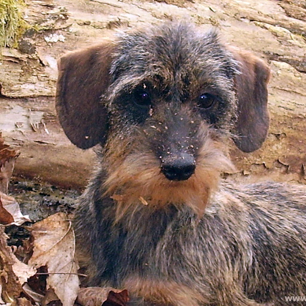 Пушистая такса в лесу