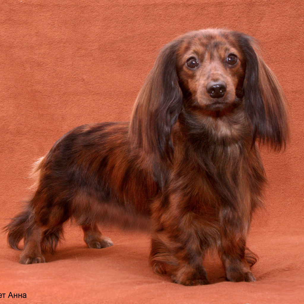 Пушистая такса позирует