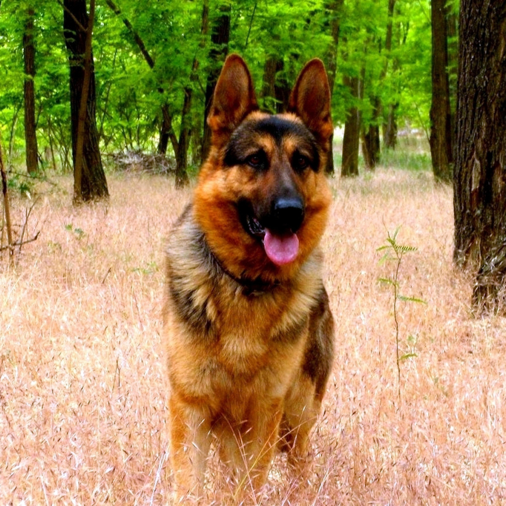 Немецкая овчарка в парке