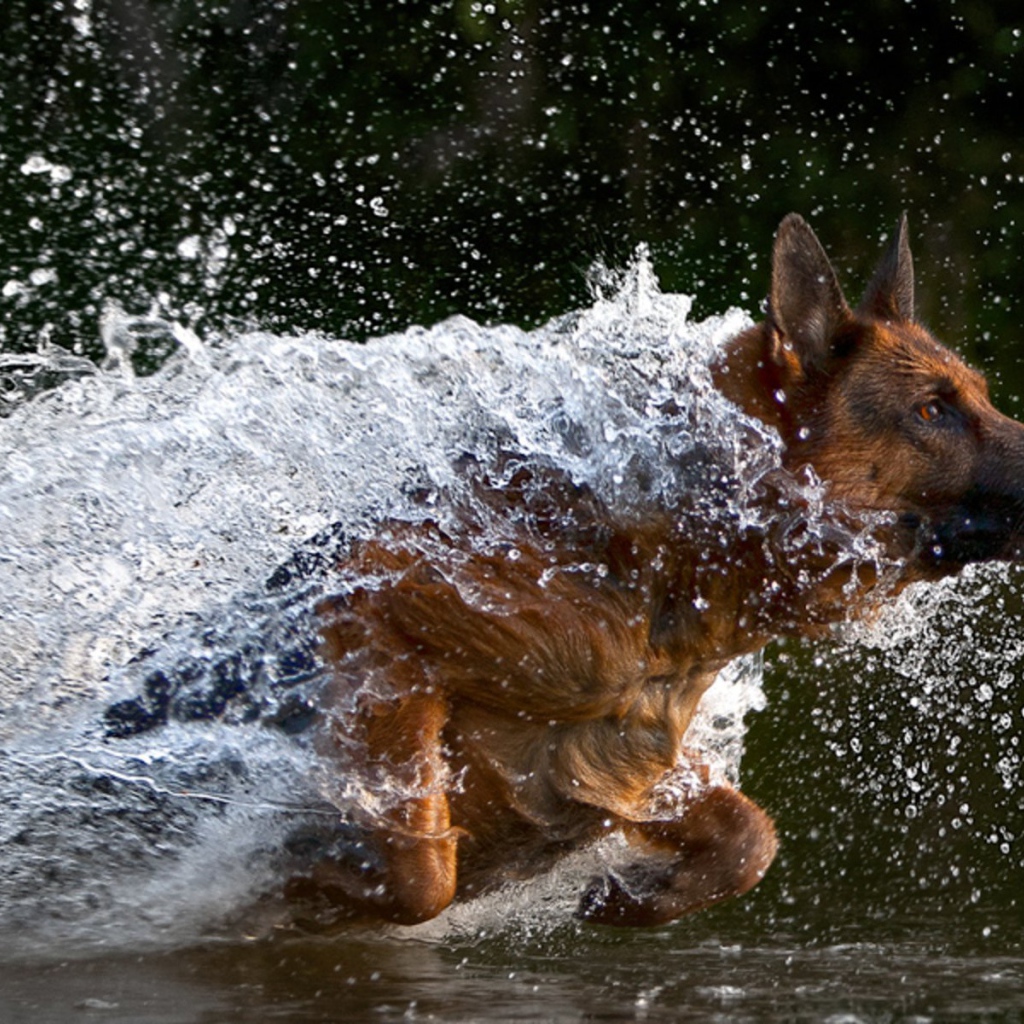 Немецкая овчарка бежит в воде