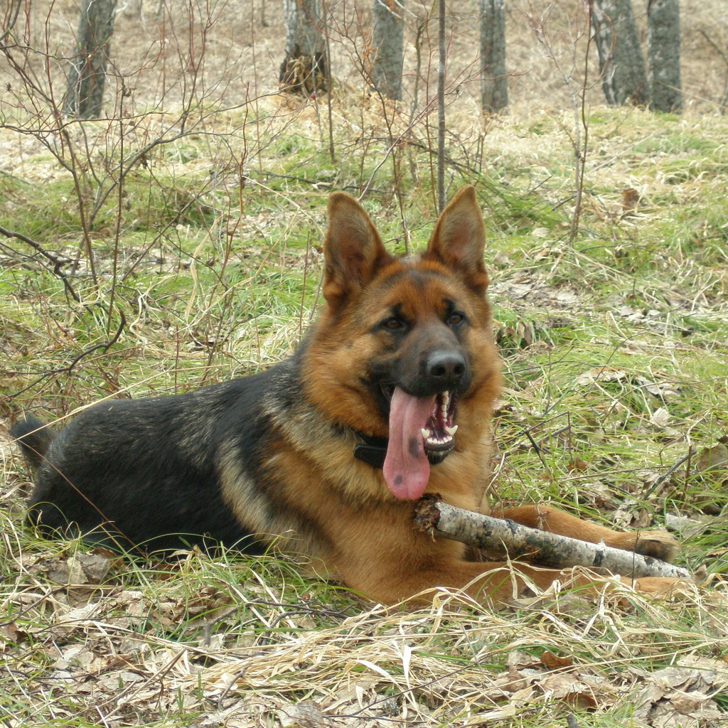 Немецкая овчарка с длинным языком