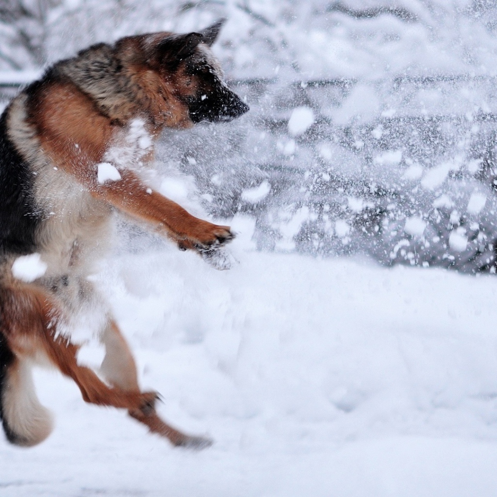 Немецкая овчарка ловит снежки