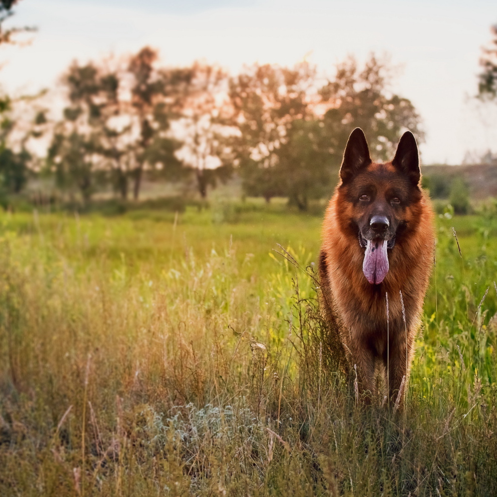 Немецкая овчарка на закате