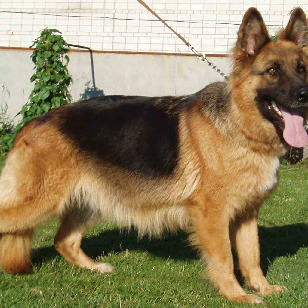 Немецкая овчарка на поводке