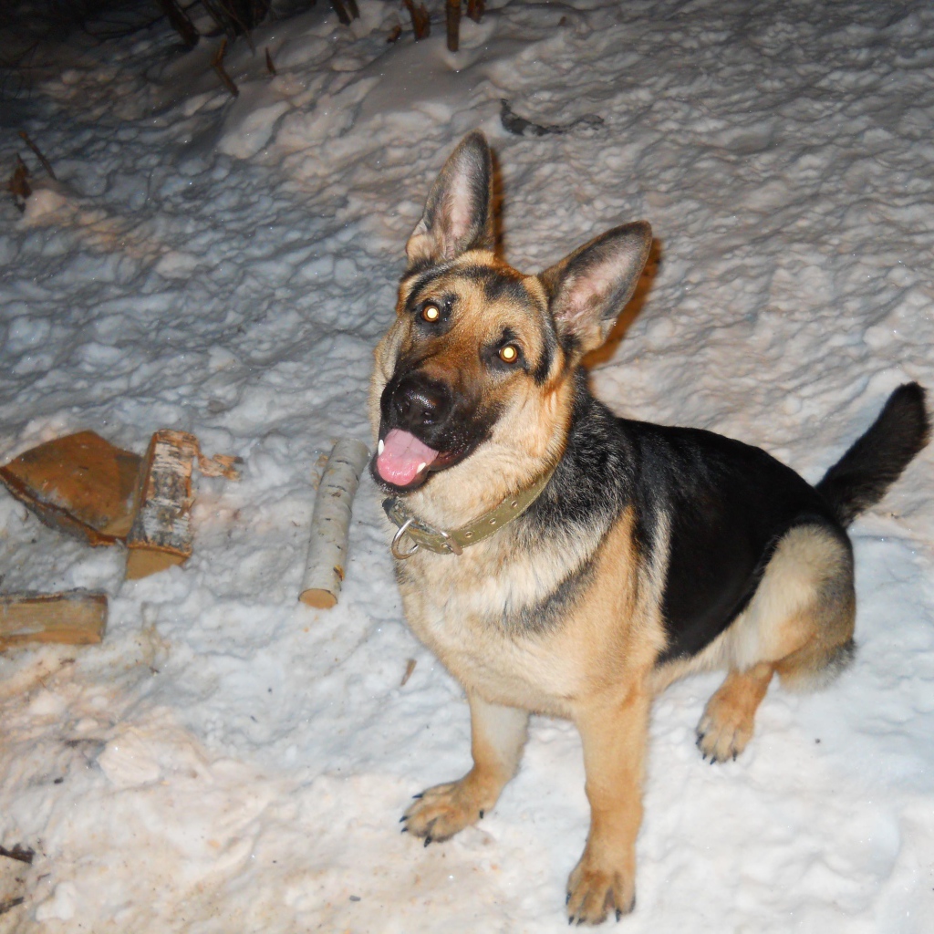 Немецкая овчарка с горящими глазами