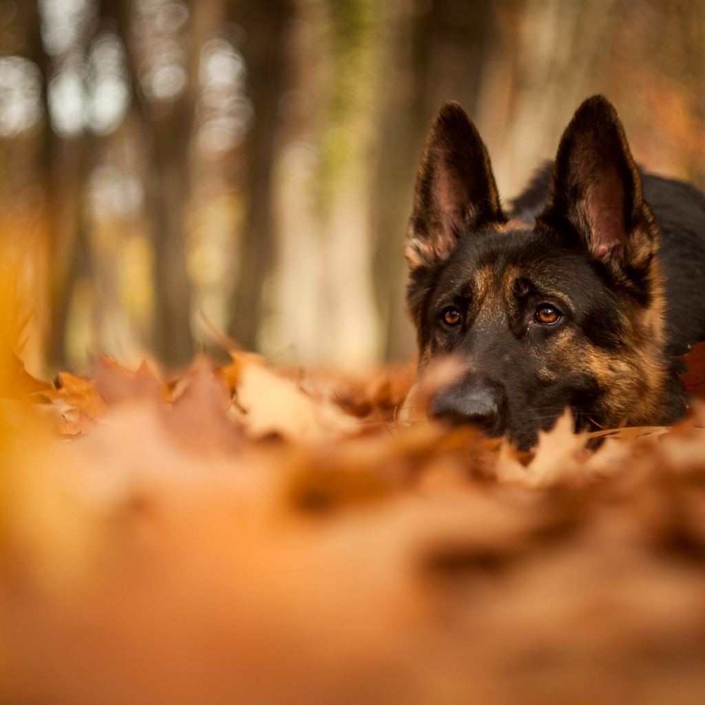 Немецкая овчарка в осеннем парке