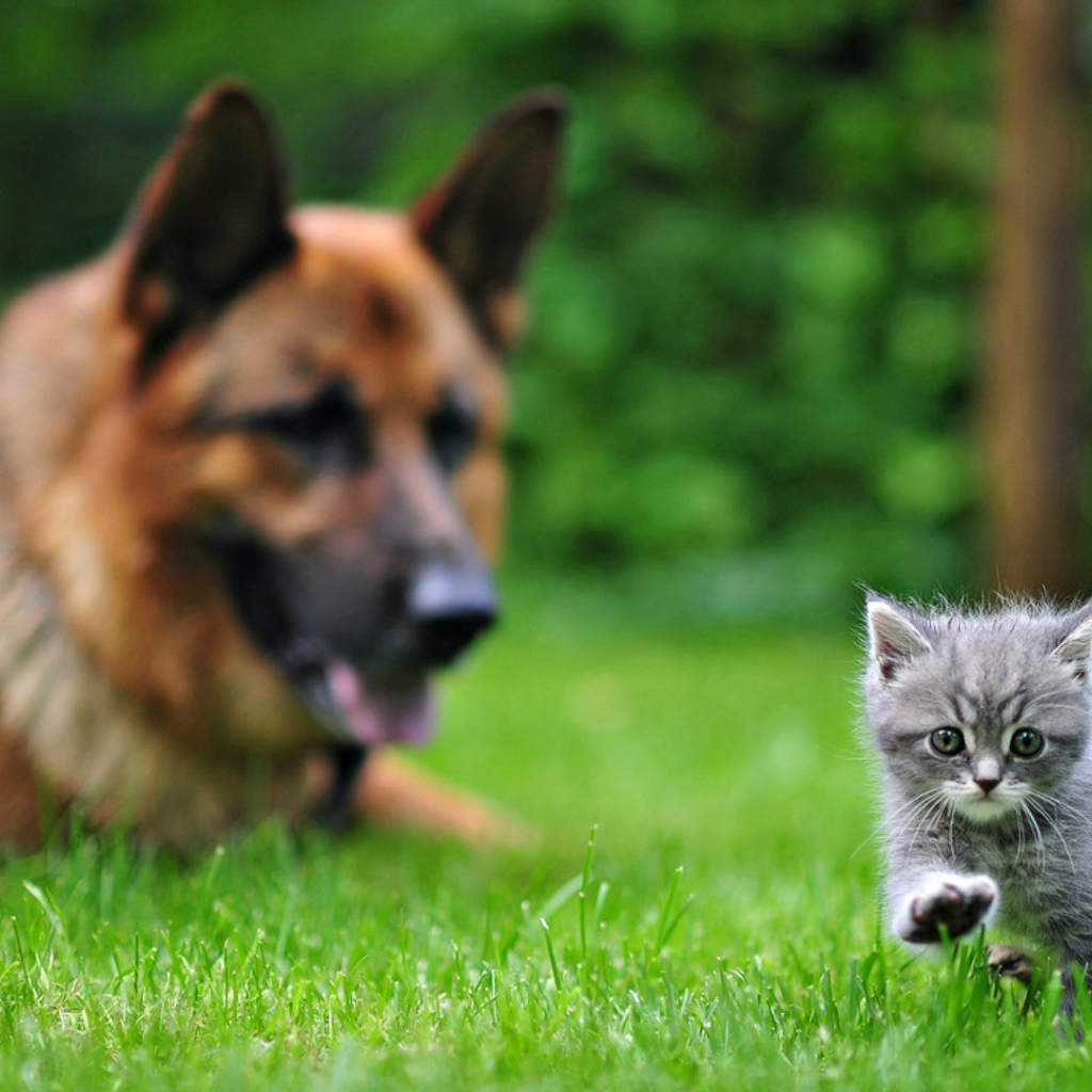 Немецкая овчарка смотрит на котенка