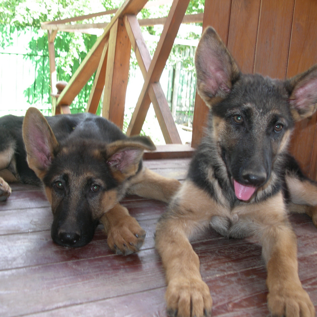 Щенки немецкой овчарки отдыхают на веранде