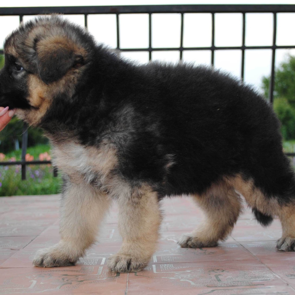 Щенок немецкой овчарки