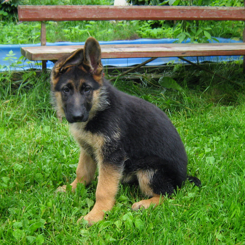Щенок немецкой овчарки у скамейки