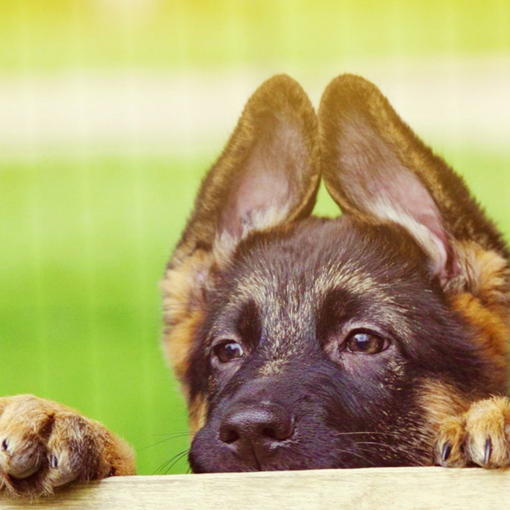 Щенок немецкой овчарки выглядывает