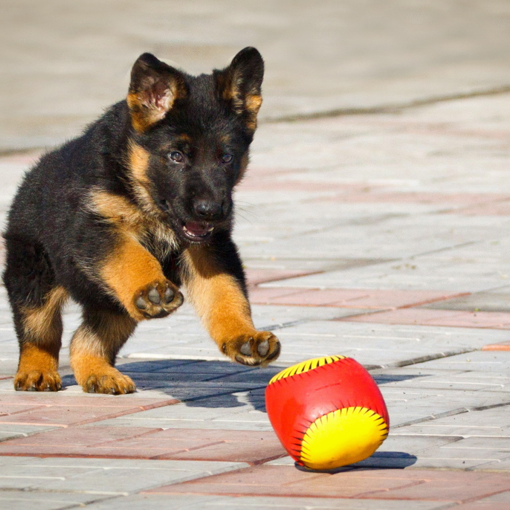 Щенок немецкой овчарки играет с мячом