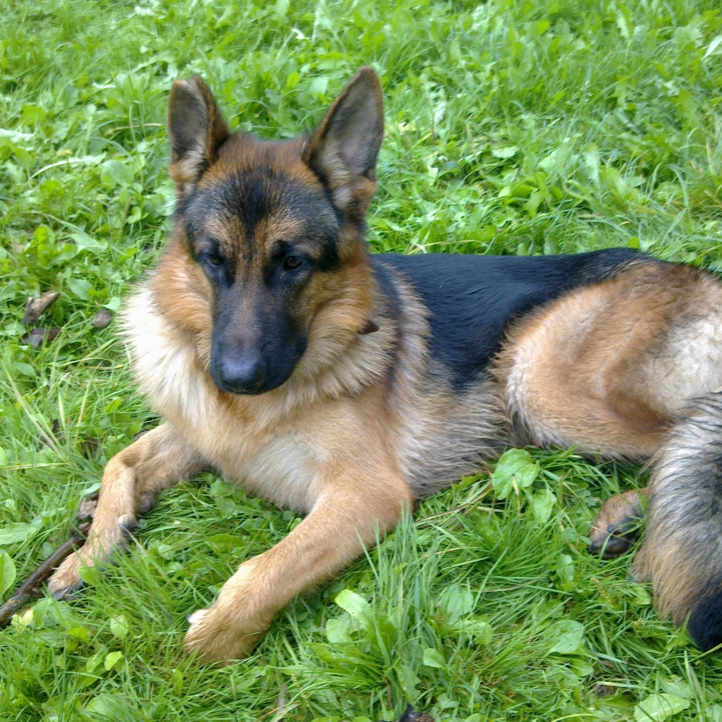 Немецкая овчарка отдыхает на траве