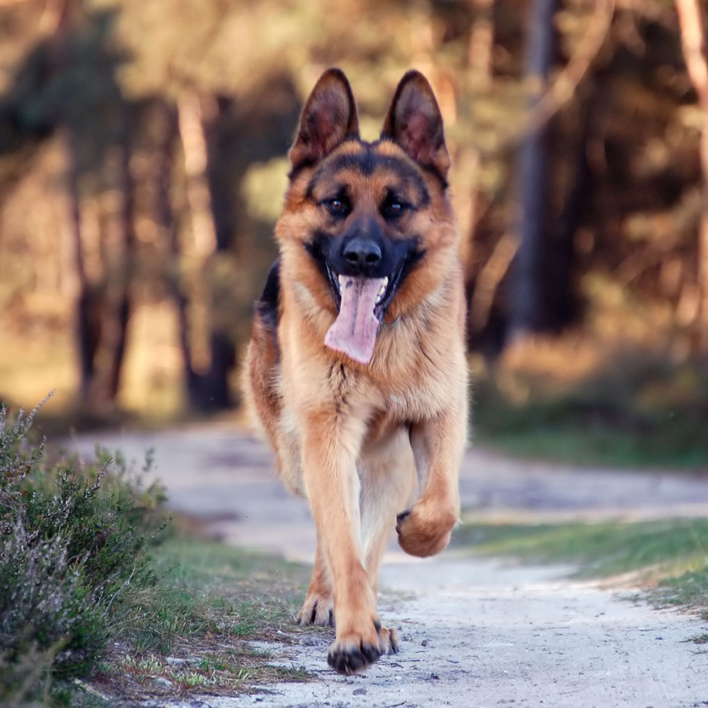 Немецкая овчарка бежит по дороге