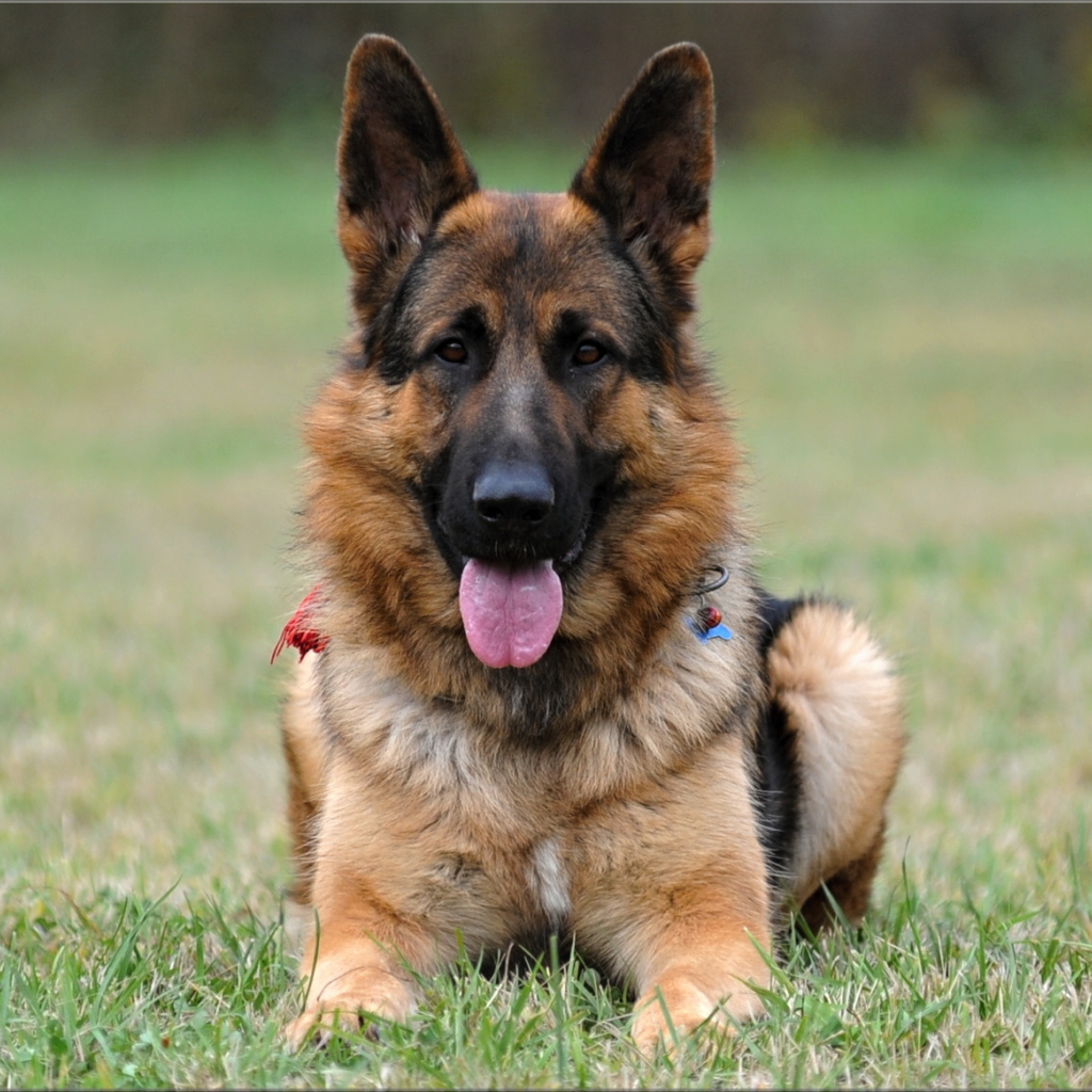 Немецкая овчарка навострила уши