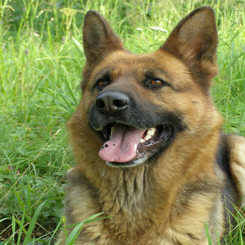 German Shepherd smiles