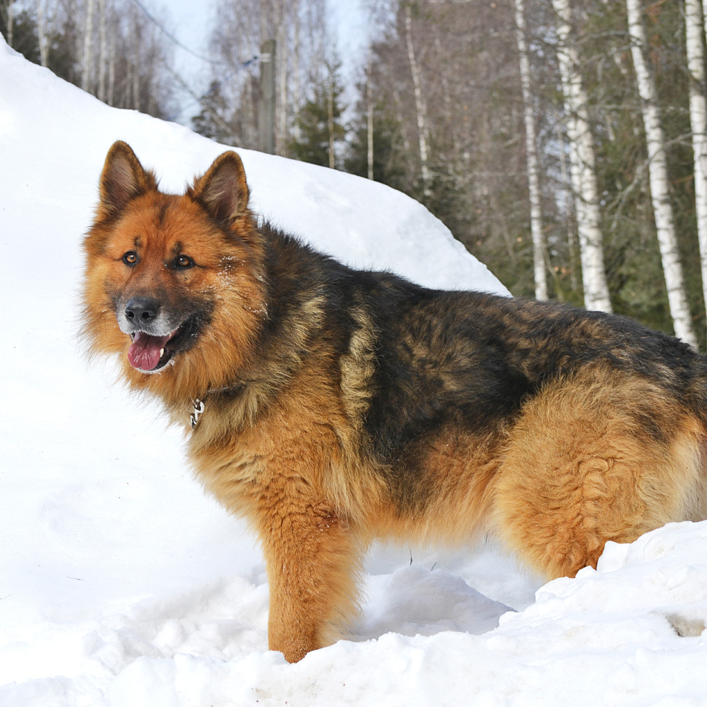 Немецкая овчарка стоит в сугробе