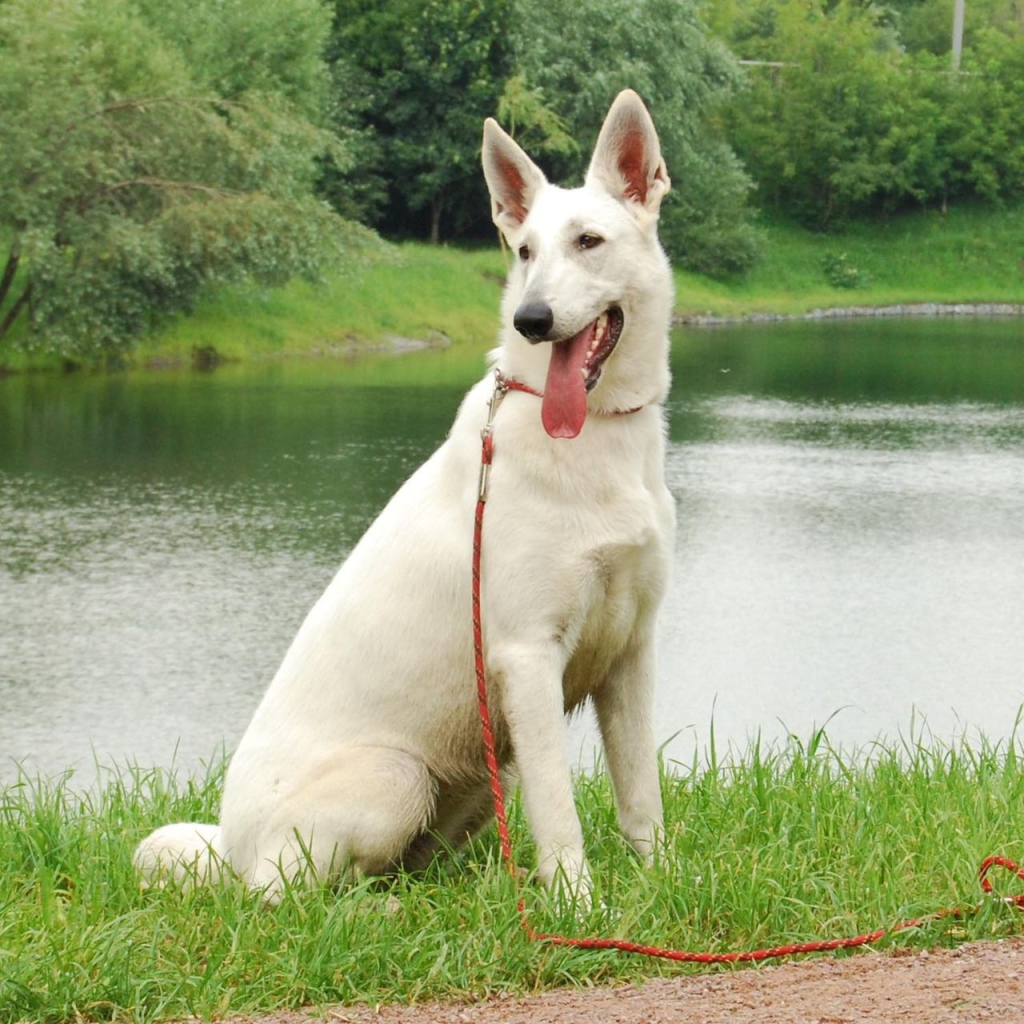 Немецкая овчарка белого цвета