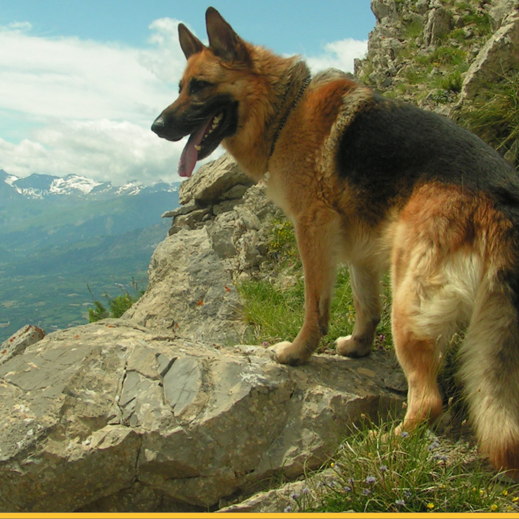 Немецкая овчарка среди скал