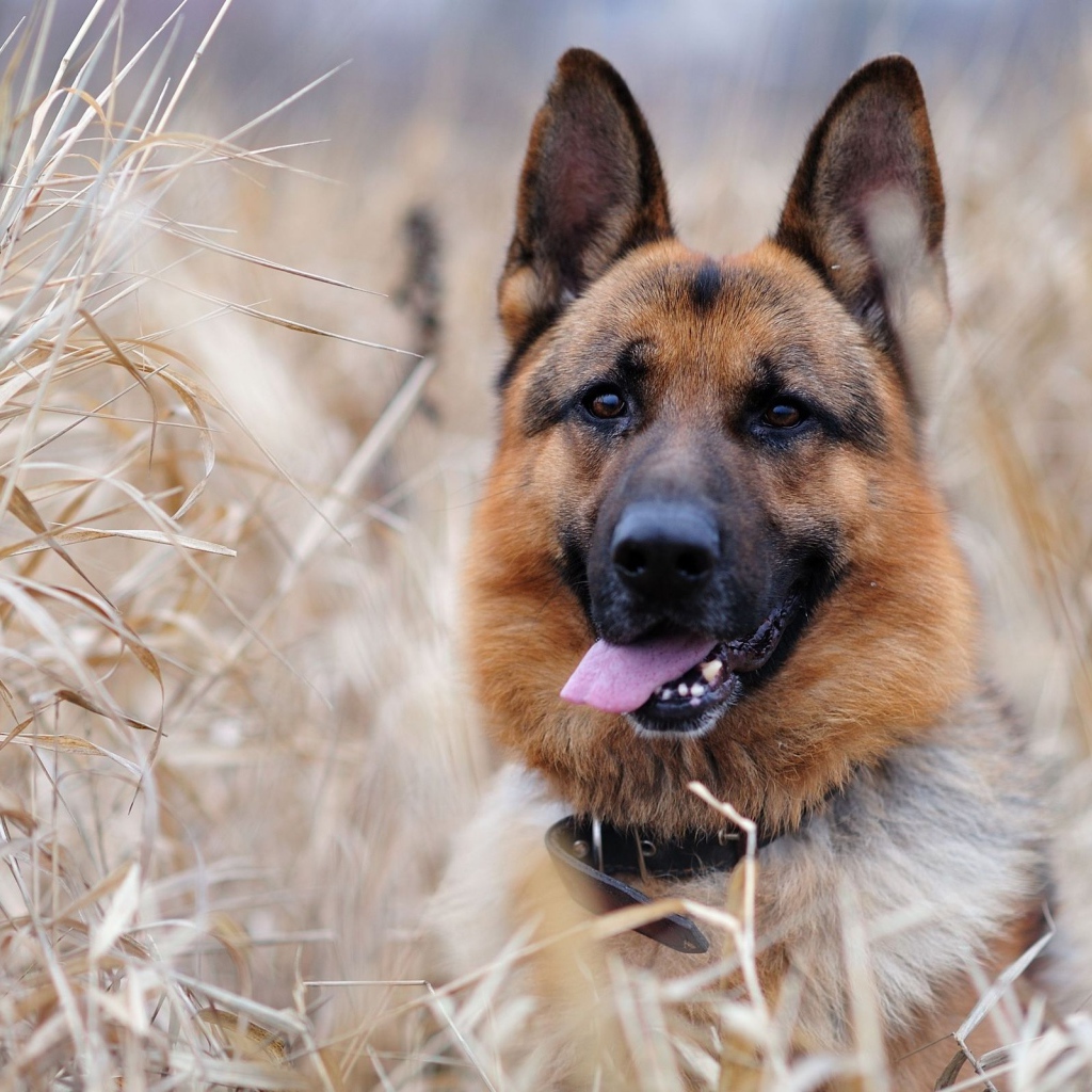 Собака немецкая овчарка в зарослях