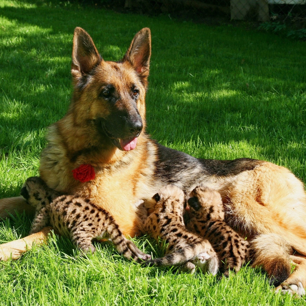 Немецкая овчарка кормит детей леопарда