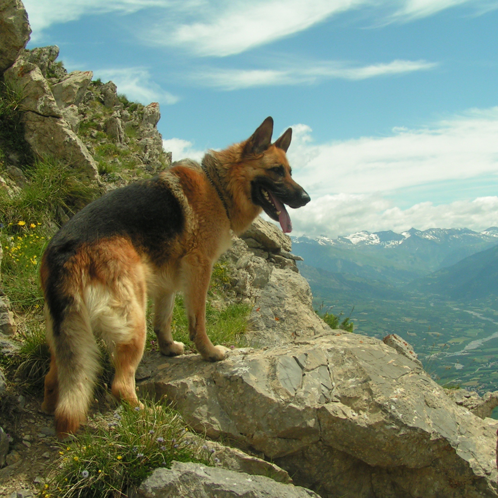 Немецкая овчарка в горах