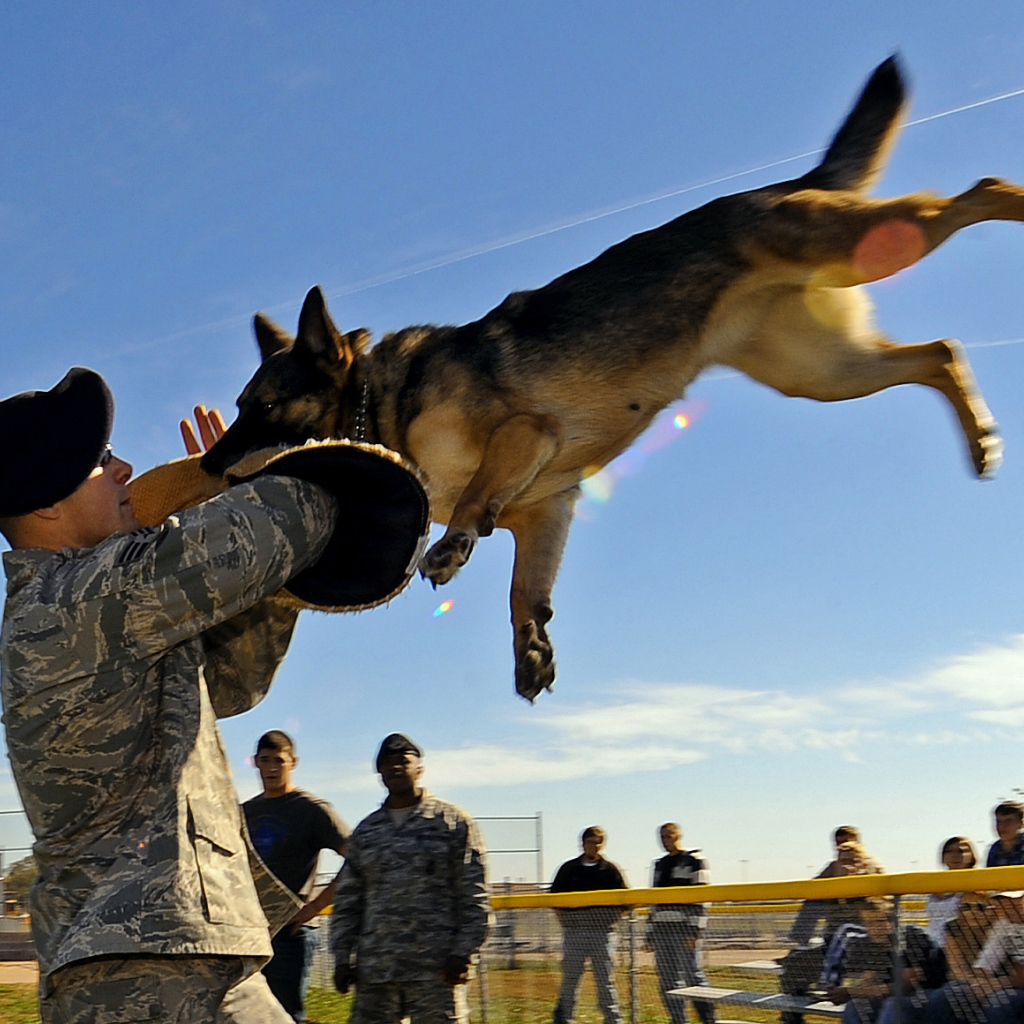 Немецкая овчарка на службе