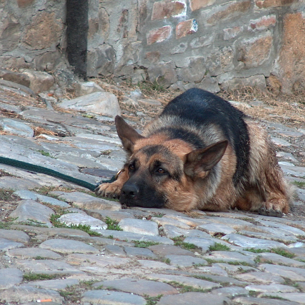 Немецкая овчарка лежит в вольере