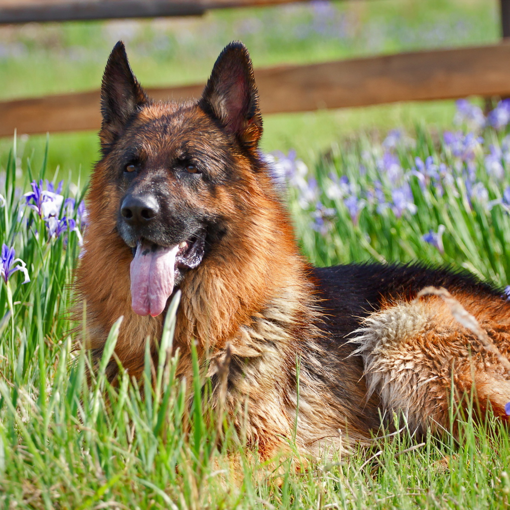 Немецкая овчарка лежит в цветах