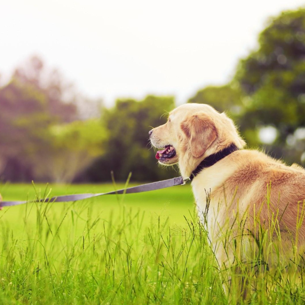 Девочка с золотым ретривером