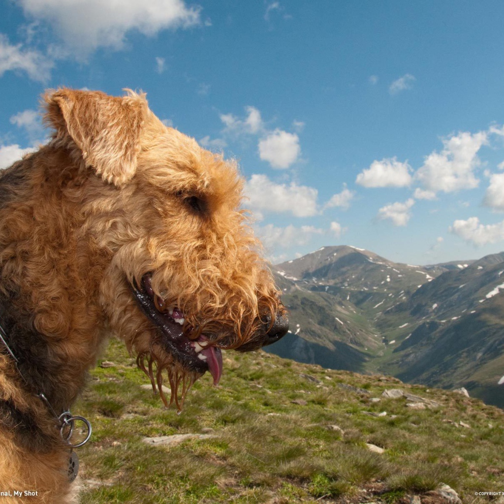 Довольный эрдельтерьер в горах