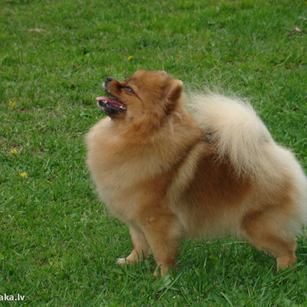 Довольный шпиц на газоне