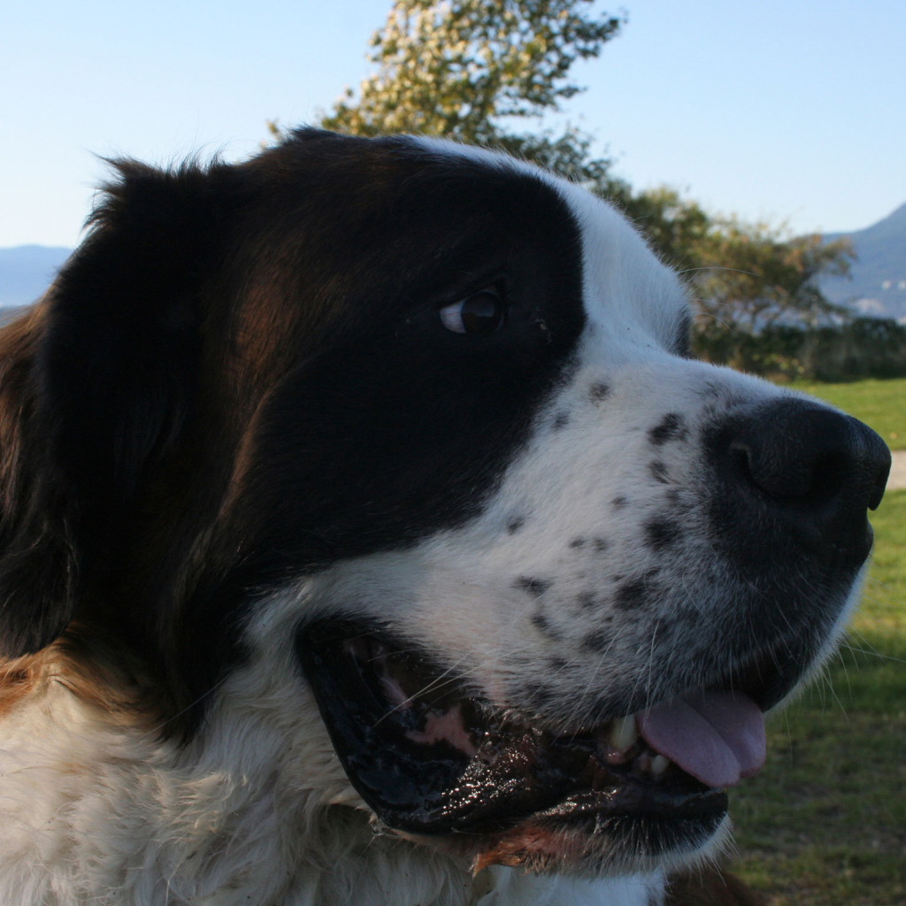 Довольный пес сенбернар