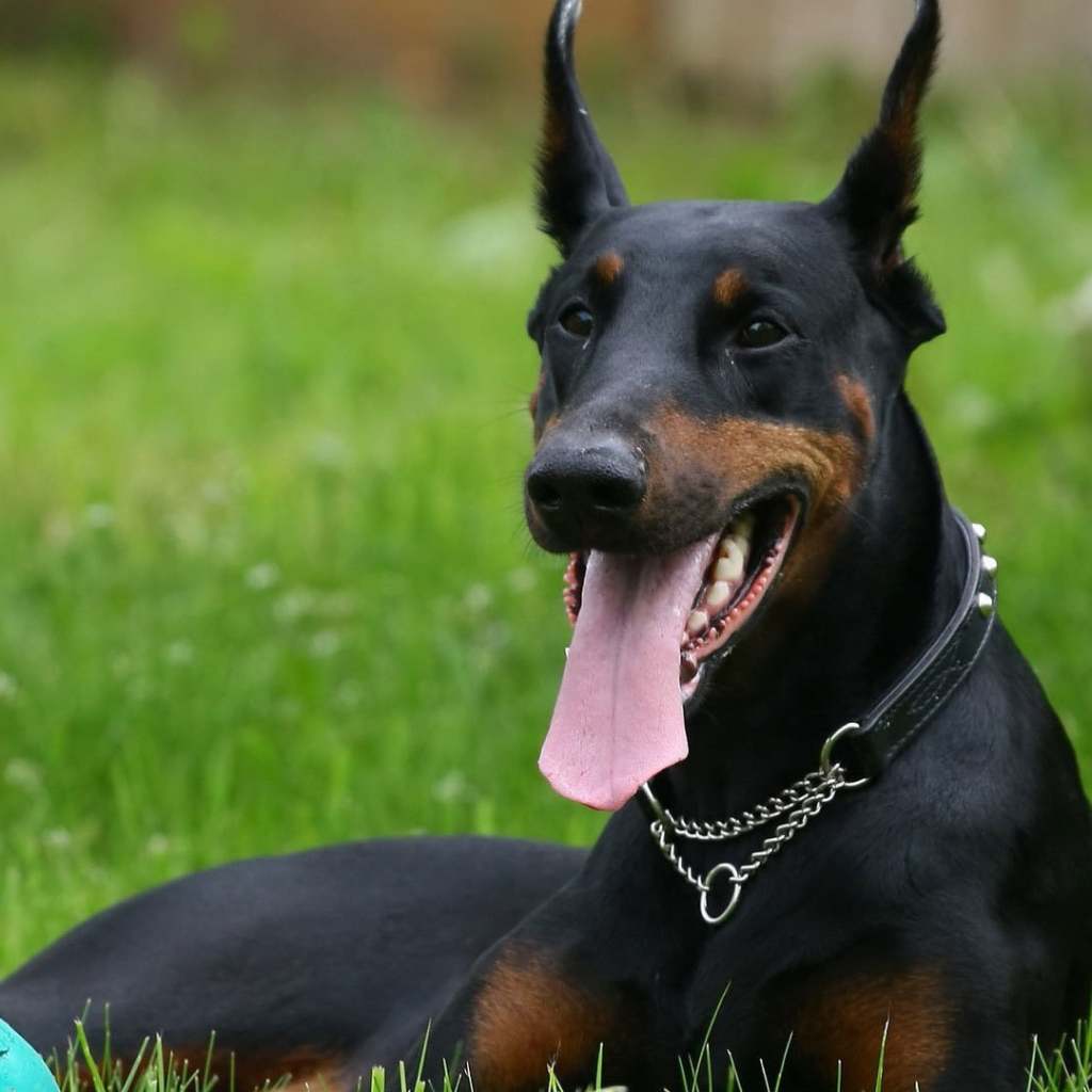 Довольный доберман с мячом