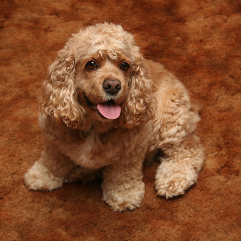 Золотой американский кокер спаниель