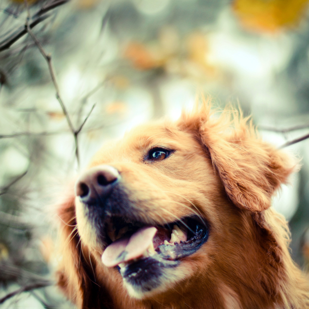 Золотистый ретривер