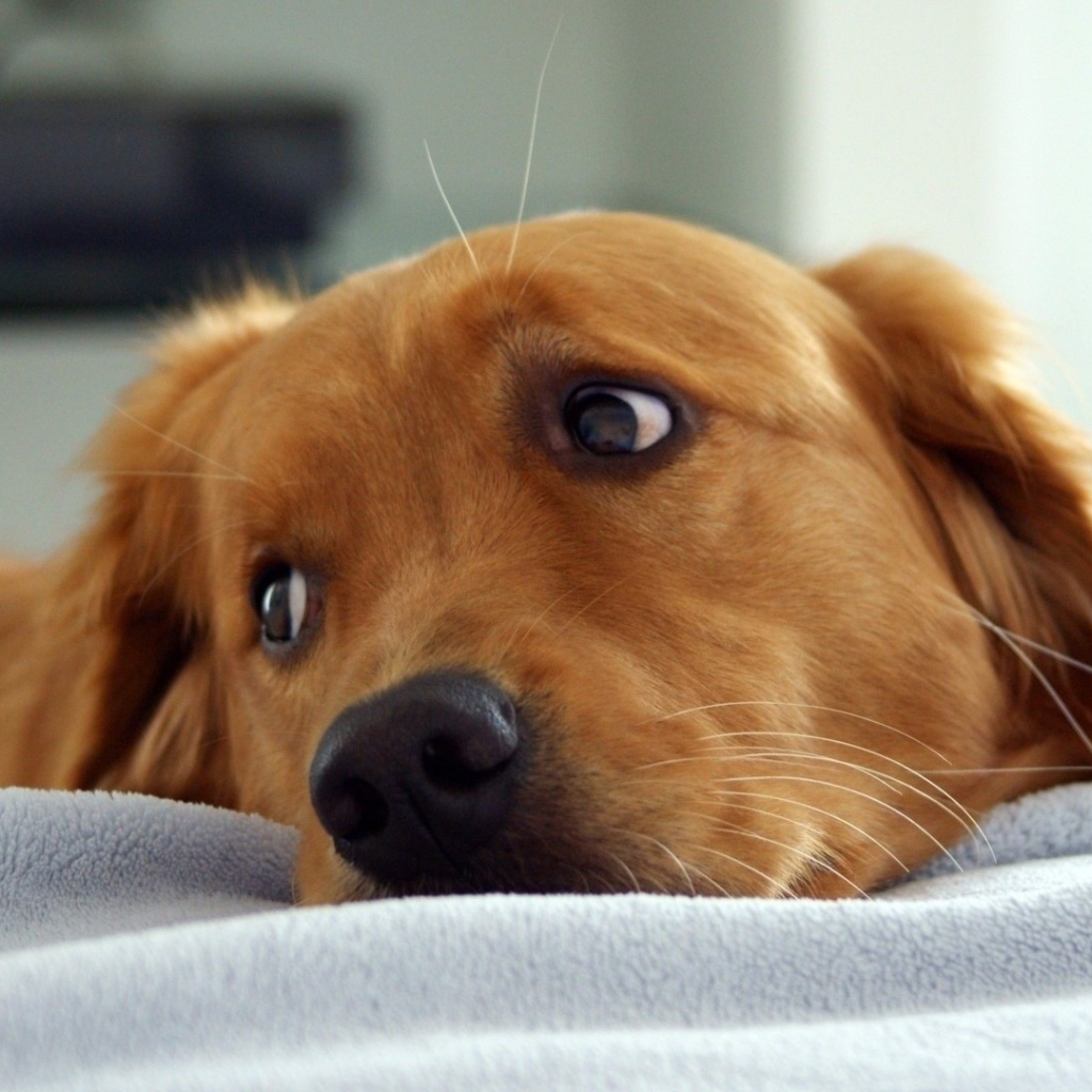 Золотой ретривер в кровати