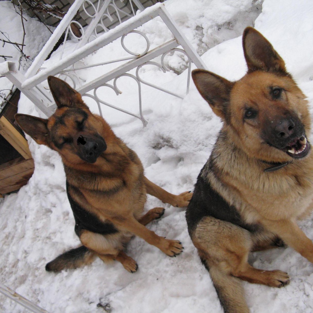 Хорошие охранники немецкие овчарки