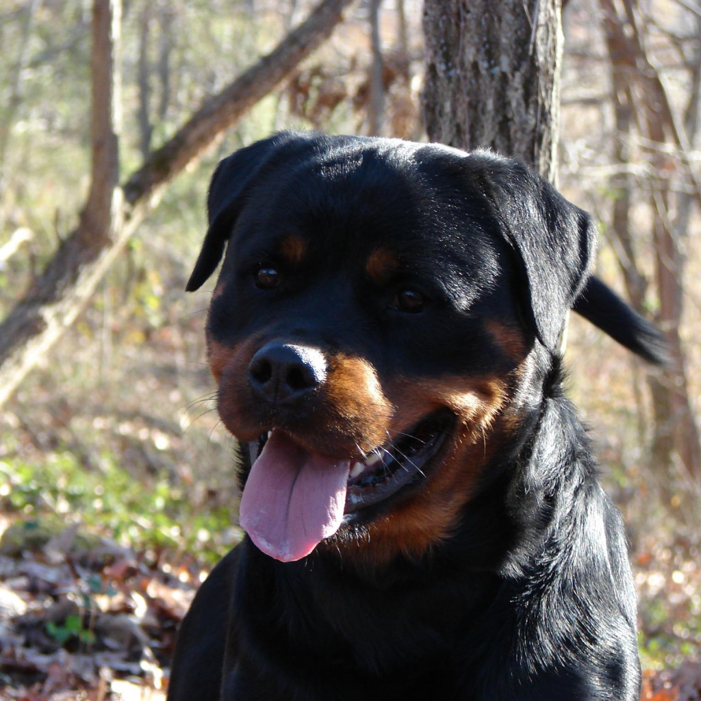 Добрый взгляд ротвейлера