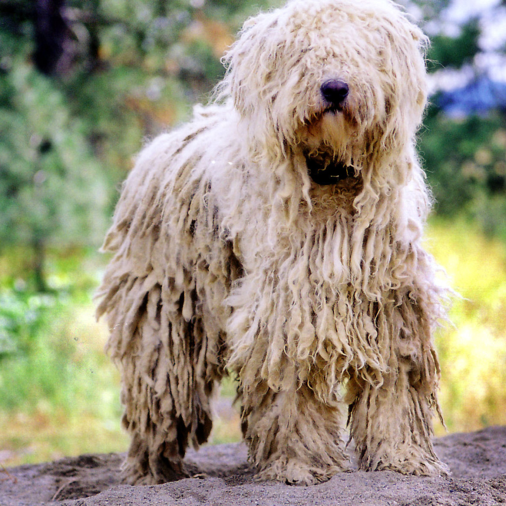 Великолепный пес комондор