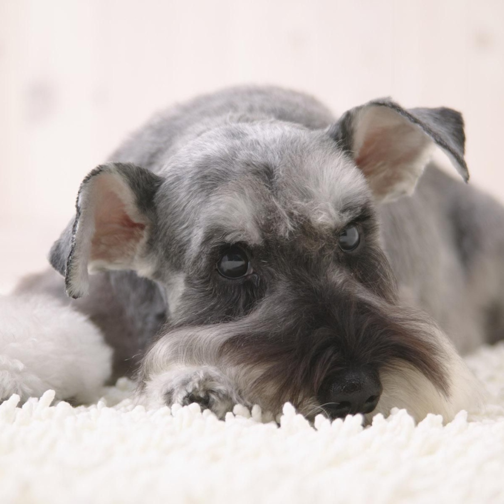 Серый шнауцер лежит на снегу